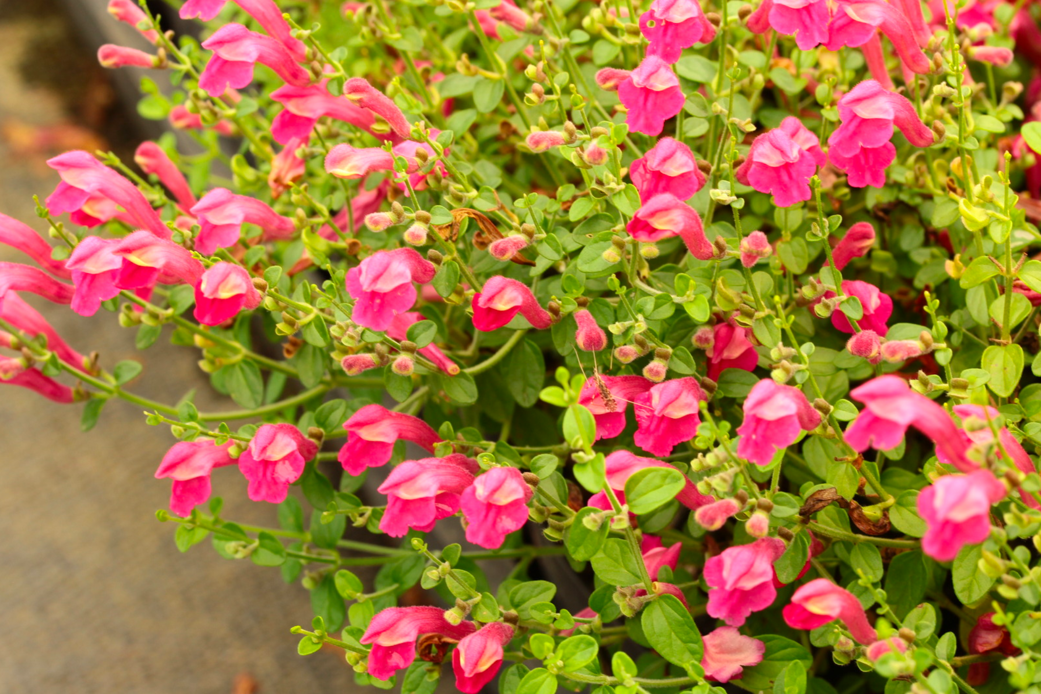 Skullcap 'Pink'