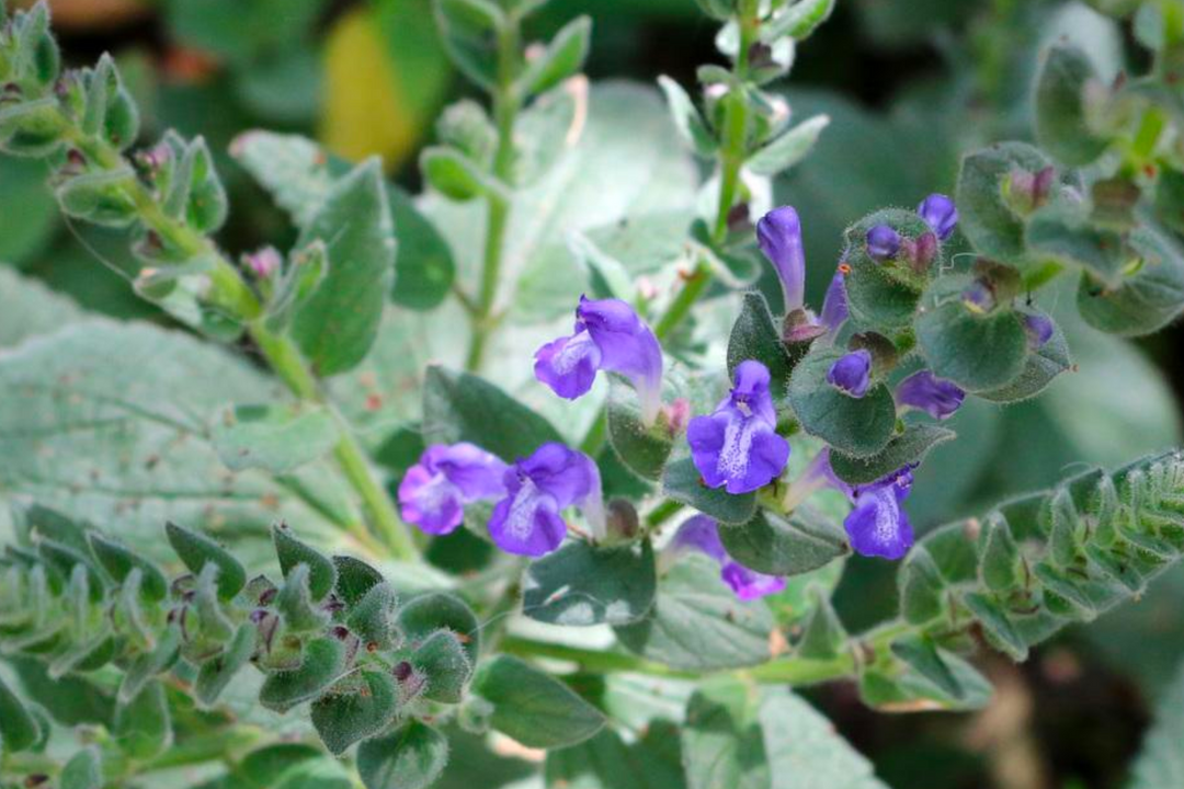 Skullcap 'Heartleaf' - Native Gardeners