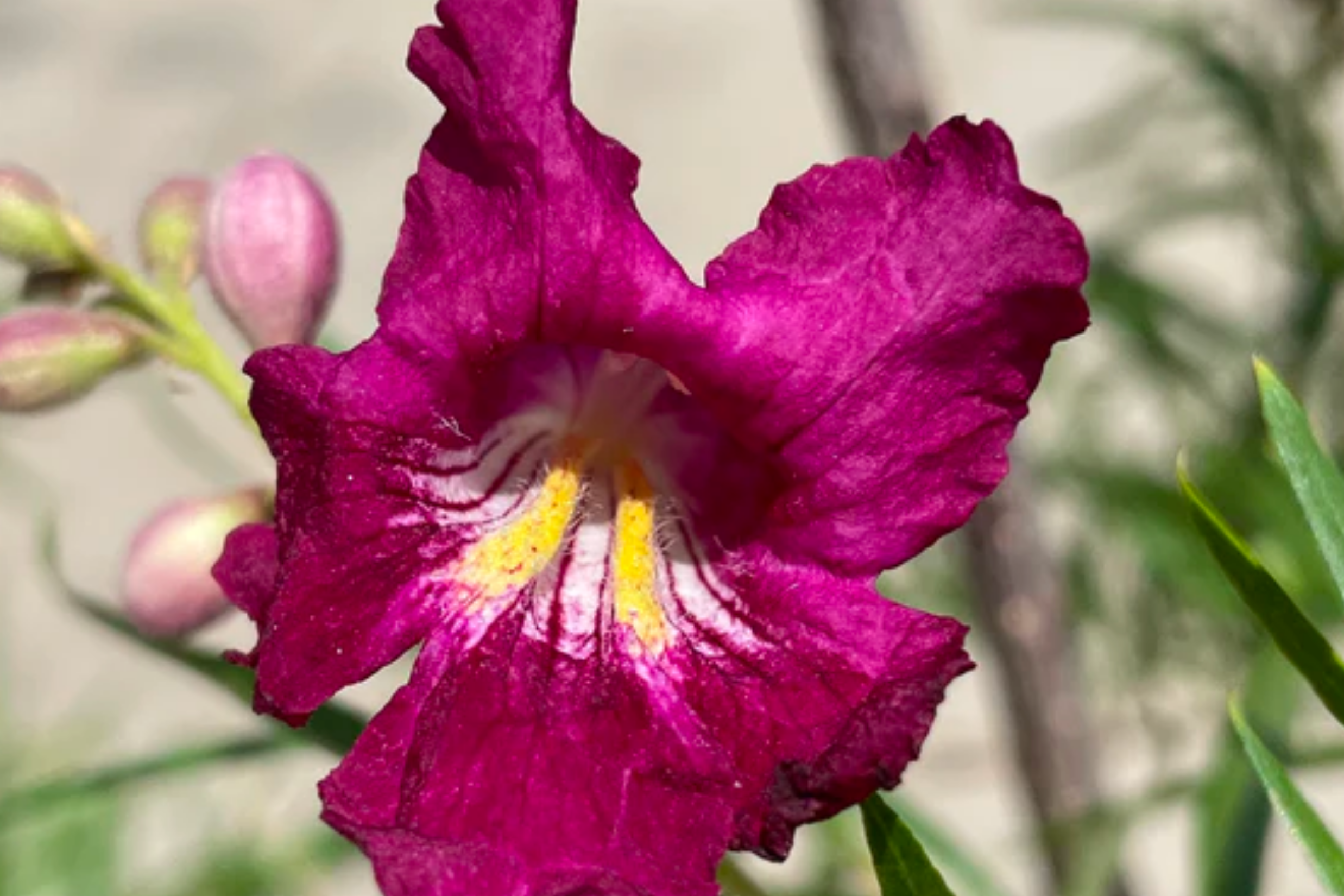 Bubba Desert Willow 'Burgundy'