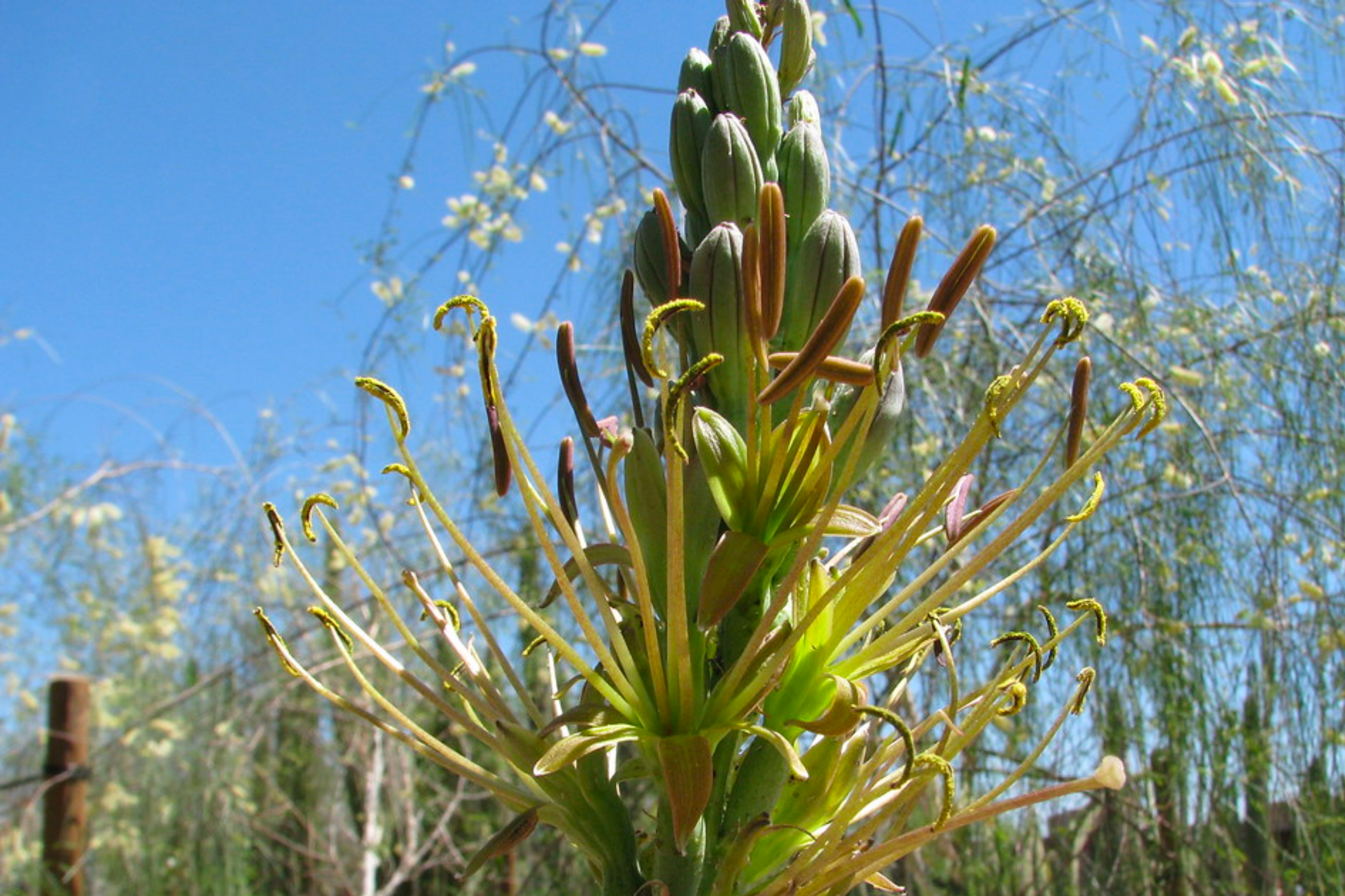 Texas Tuberose