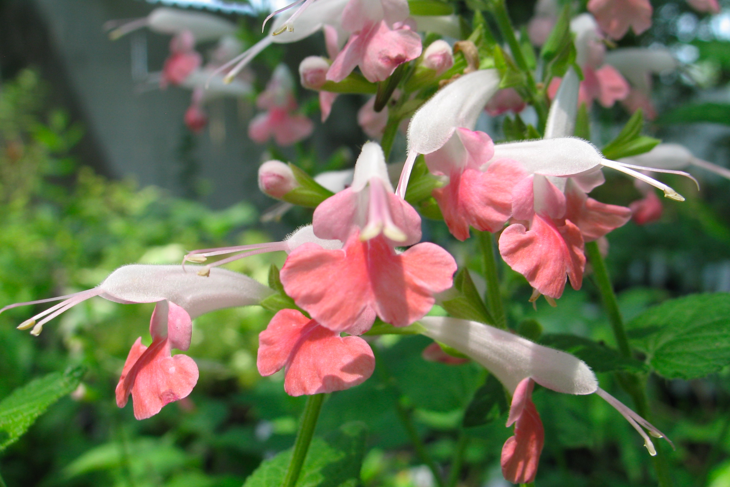 Salvia 'Tropical Pink'