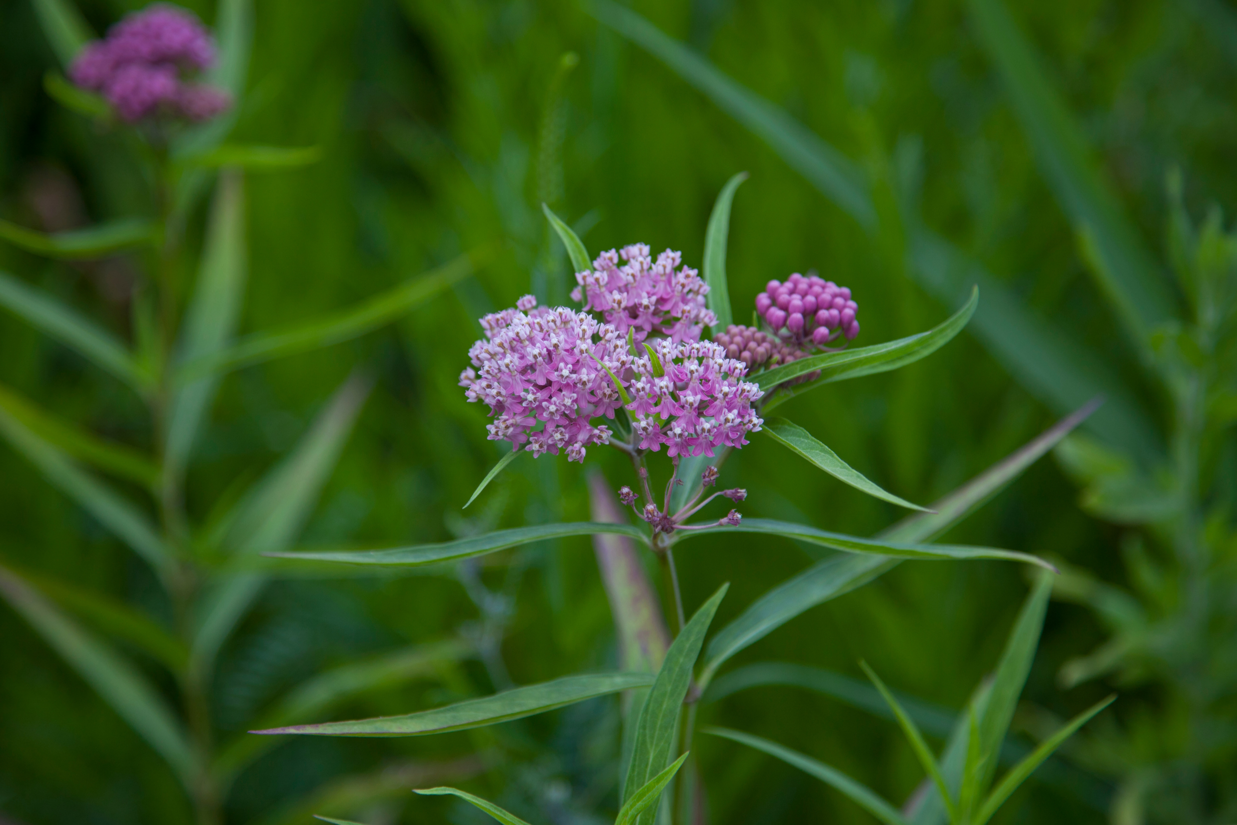 Swamp Milkweed