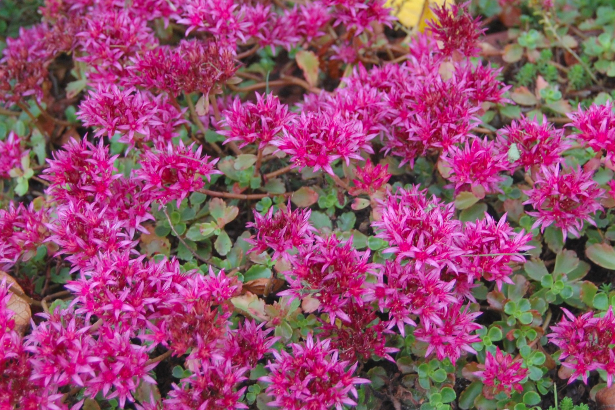 Sedum 'John Creech'