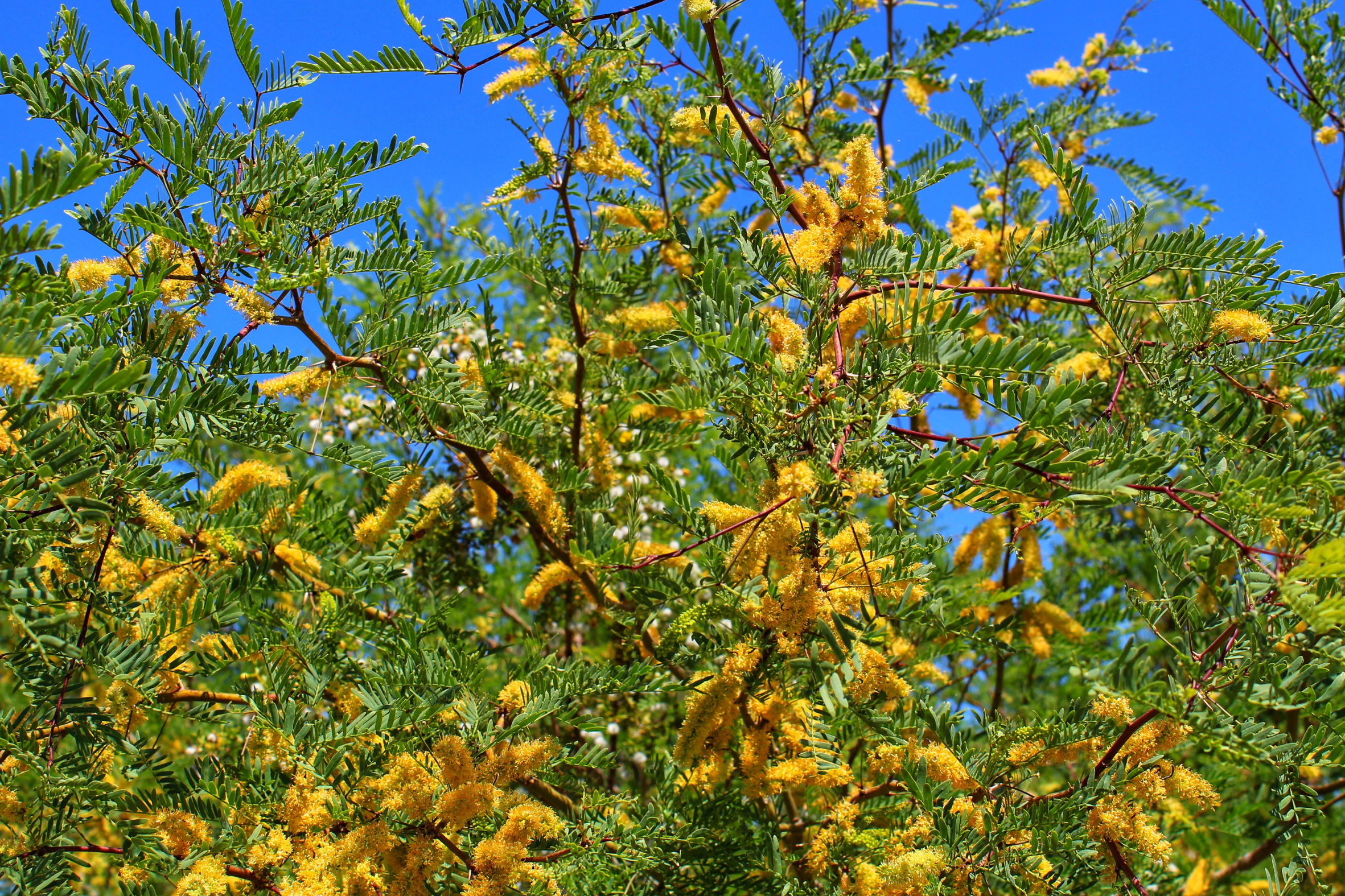 Thornless Texas Honey Mesquite