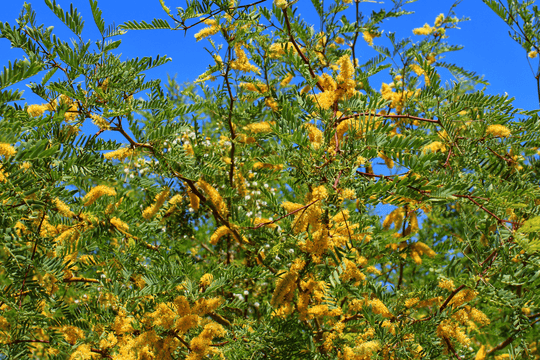 Thornless Texas Honey Mesquite - Native Gardeners