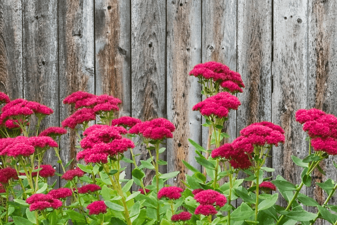 Sedum 'Autumn Fire' - Native Gardeners