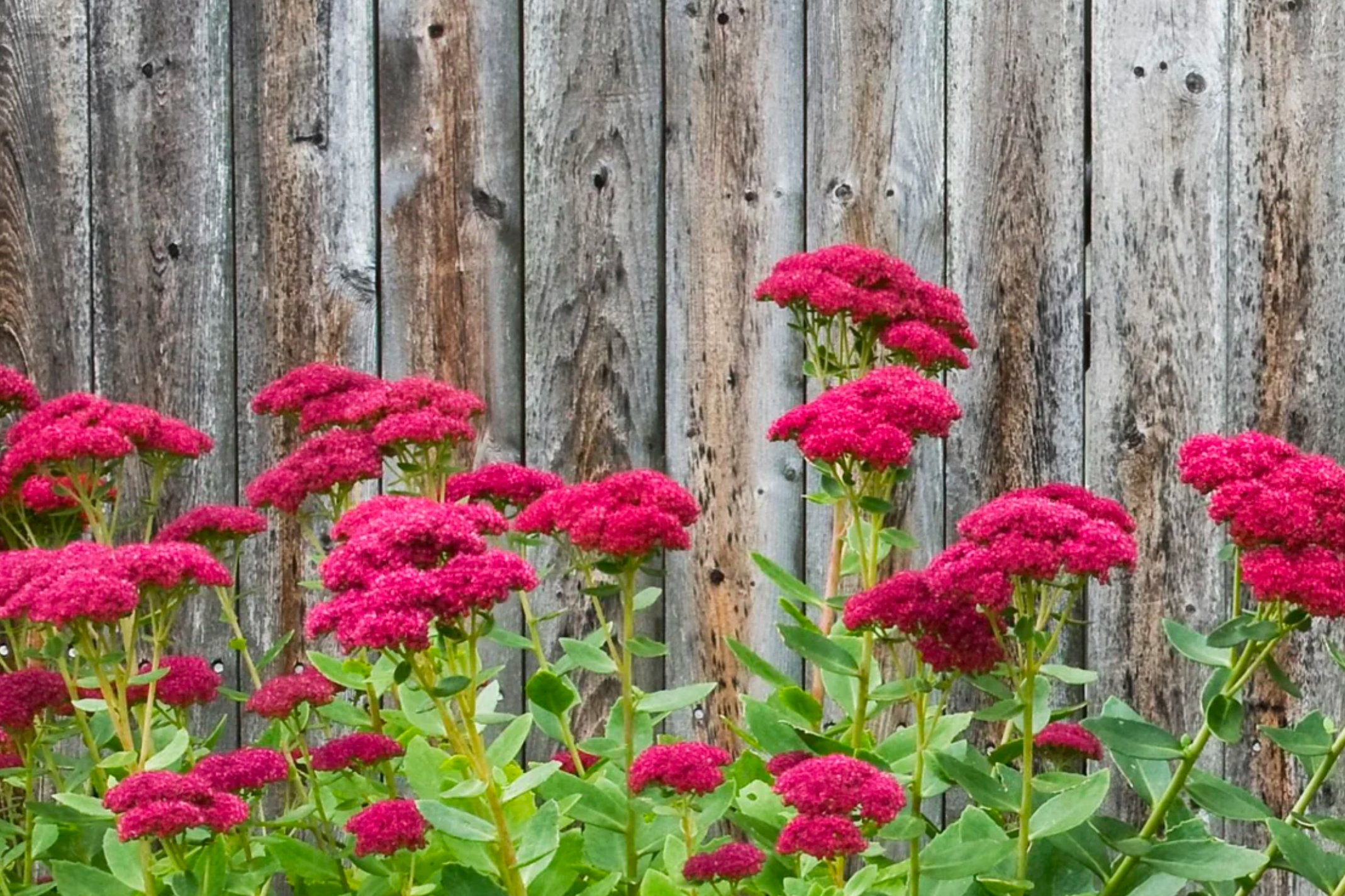 Sedum 'Autumn Fire'