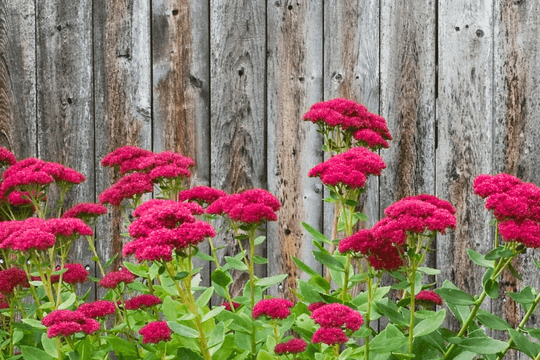 Sedum 'Autumn Fire' - Native Gardeners