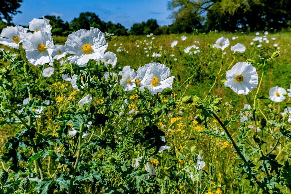 white flower with prickly seed pod White Prickly Poppy