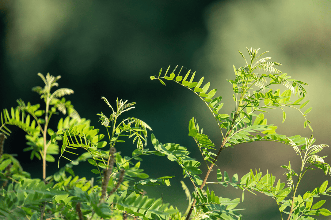 False Indigo Bush - Native Gardeners