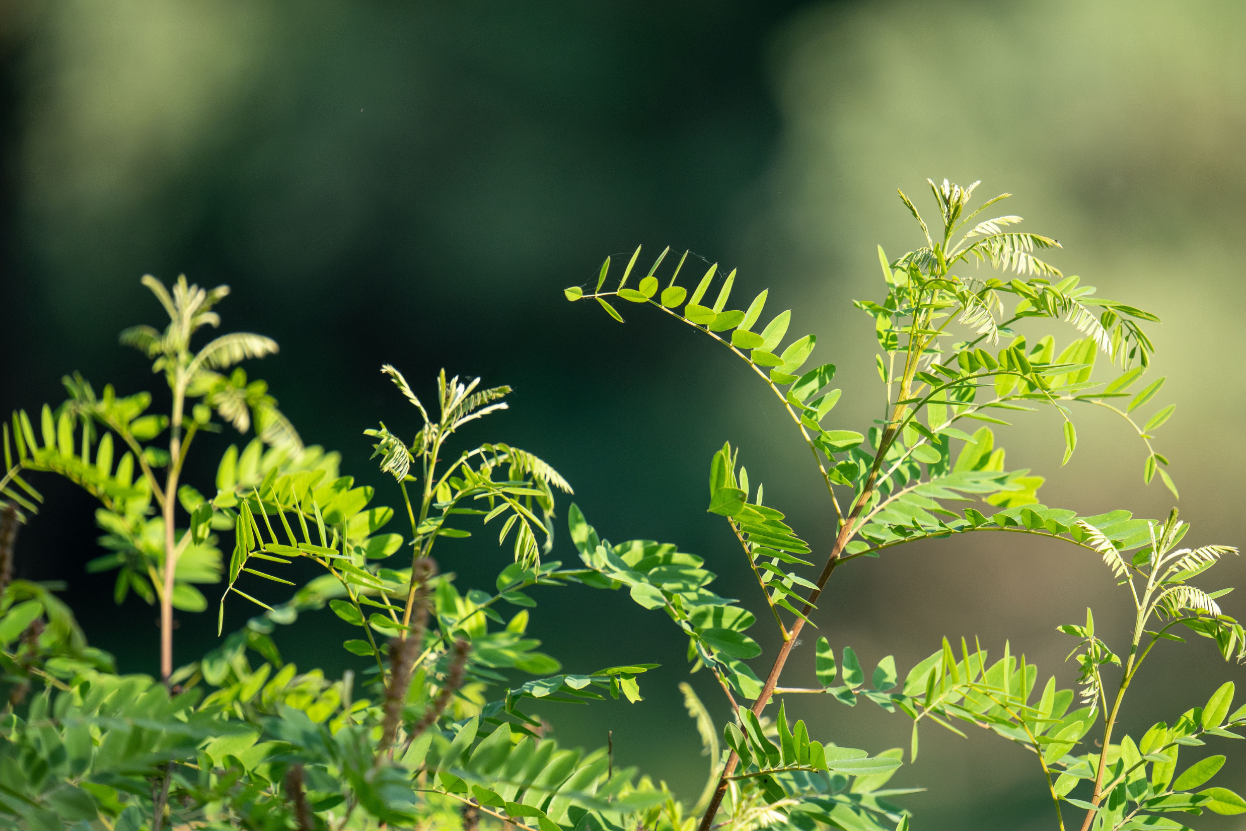 False Indigo Bush