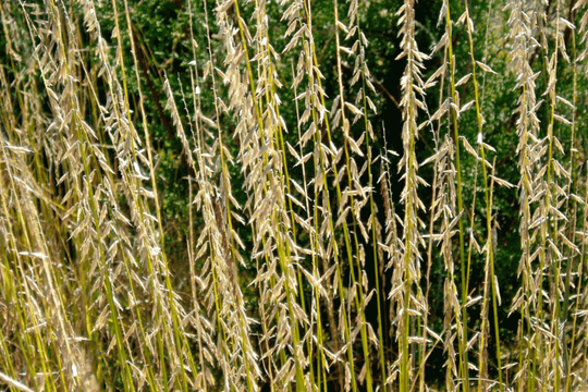 Sideoats Grama - Native Gardeners