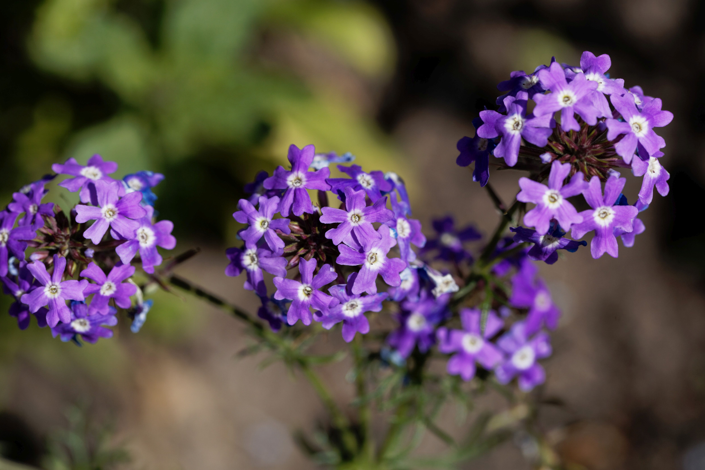 Verbena 'Prairie'