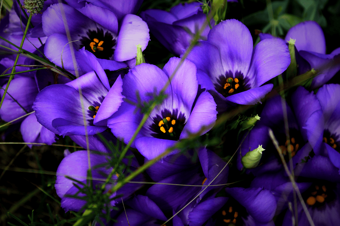 texas bluebell flower seeds Texas Bluebells