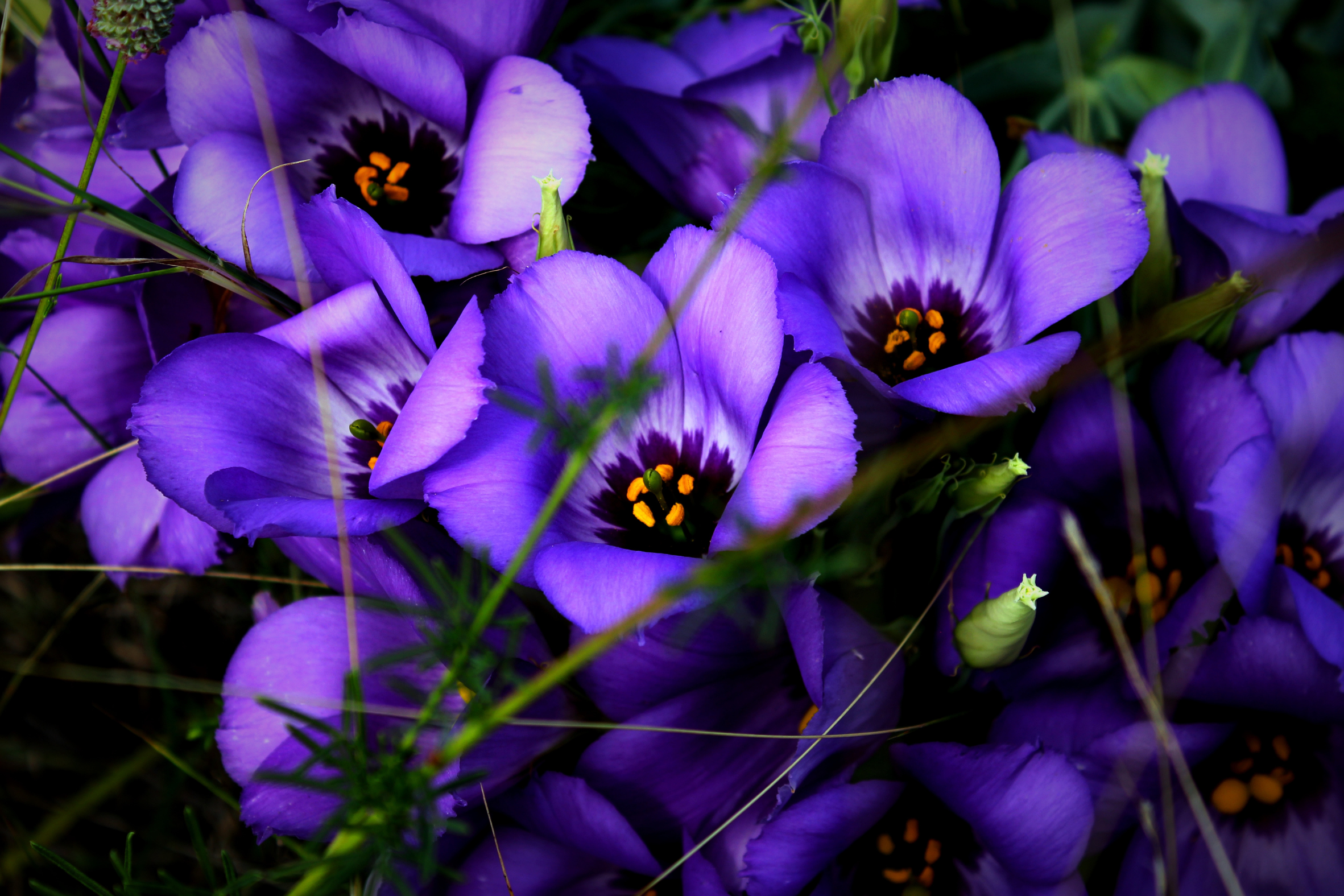 Texas Bluebells - Seed Packet