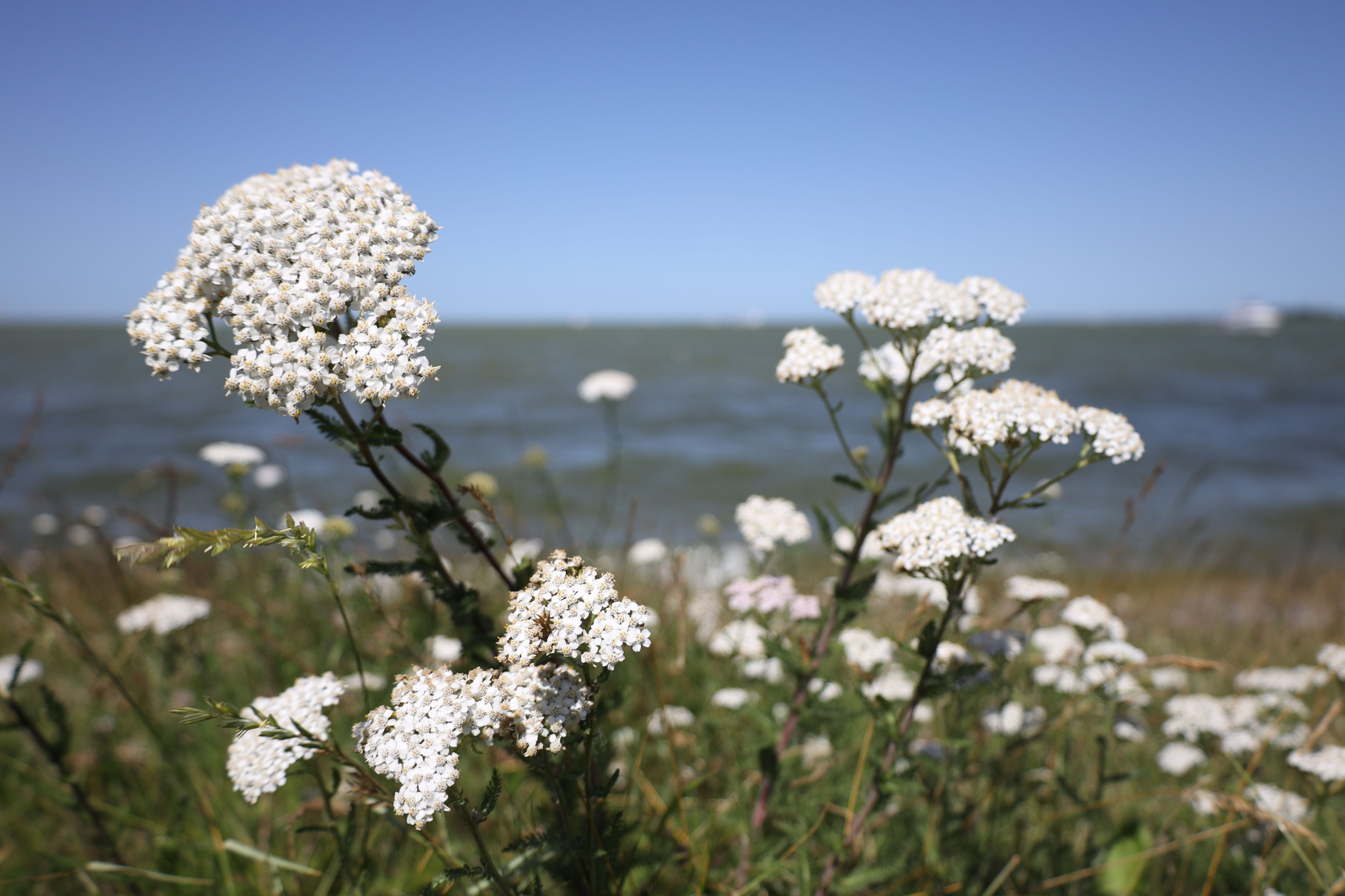 Yarrow 'White'