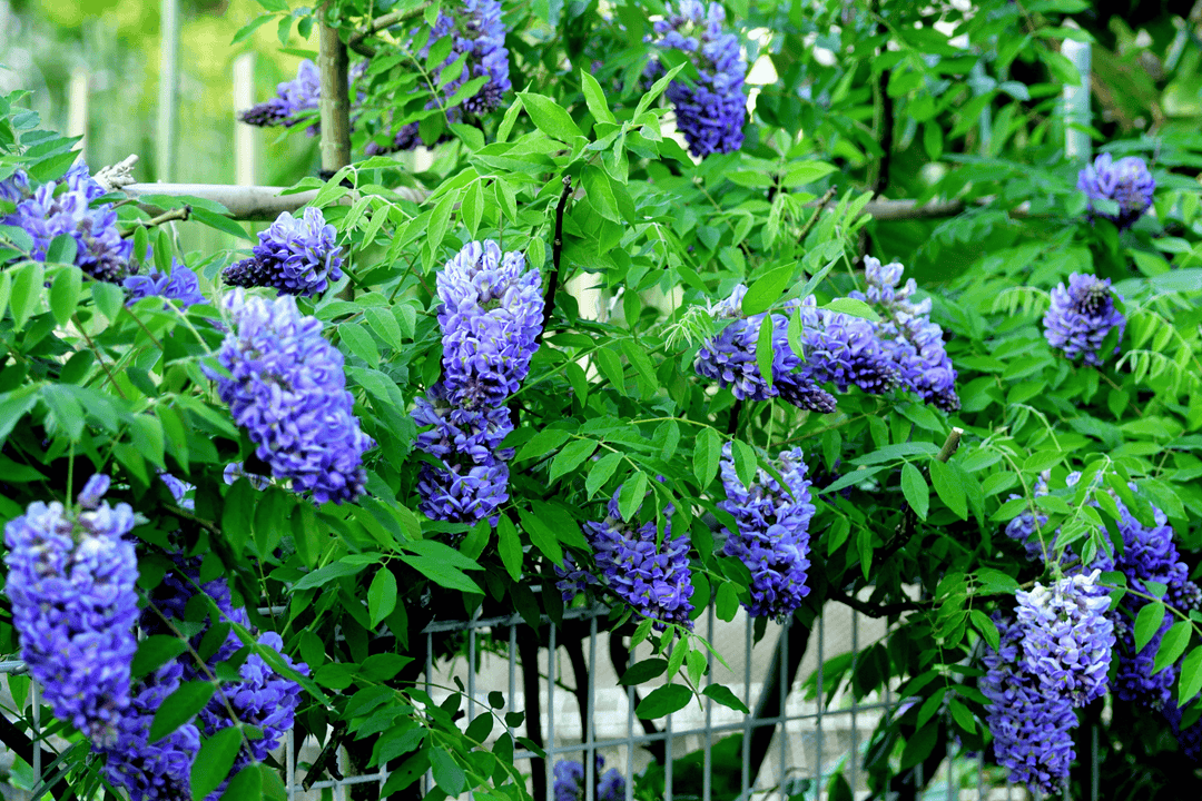 Texas Wisteria | Native Gardeners