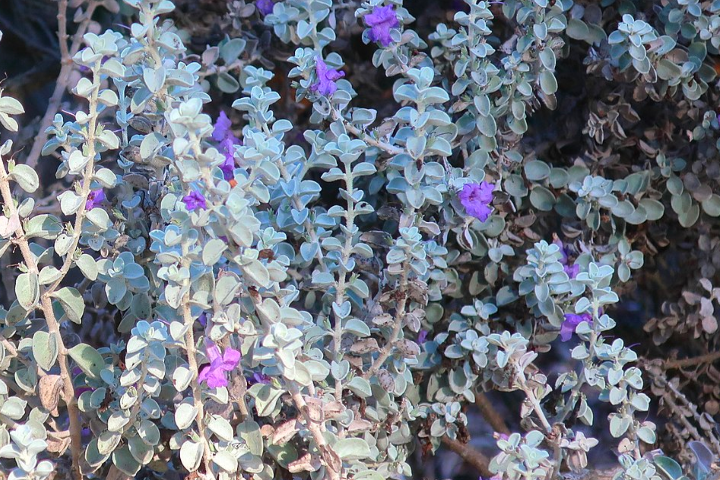 Texas Sage 'Blue Ranger'