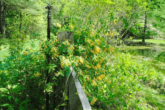 Yellow Honeysuckle - Native Gardeners