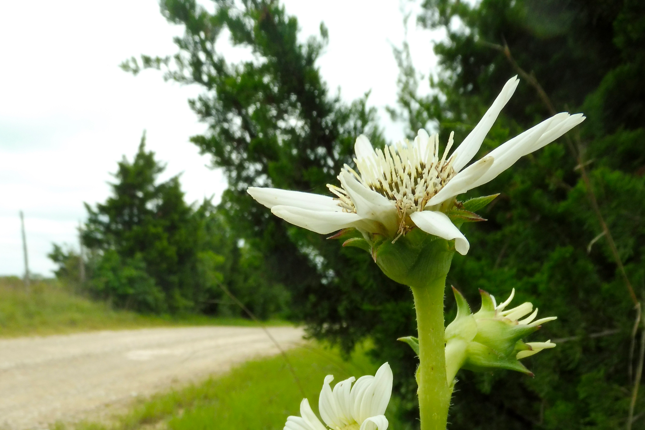 White Rosinweed Seed Packet