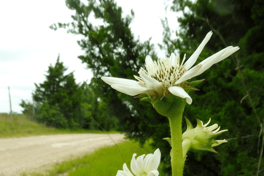 White Rosinweed Seed Packet - Native Gardeners