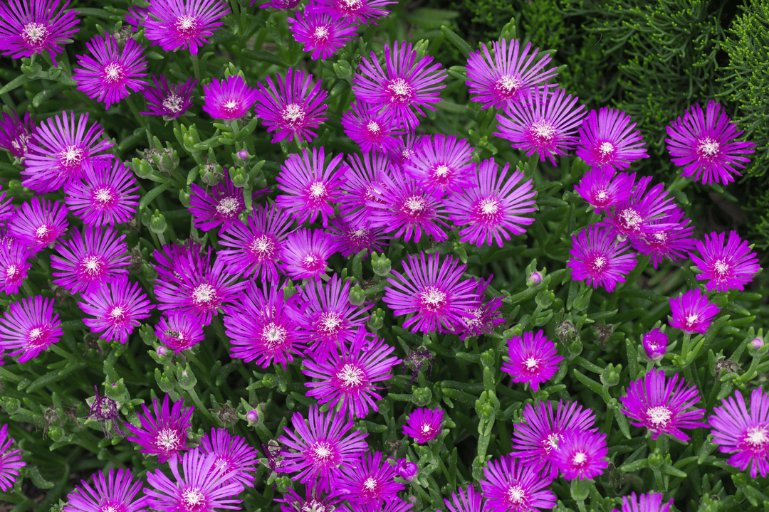 Pink Hardy Ice Plant - Native Gardeners