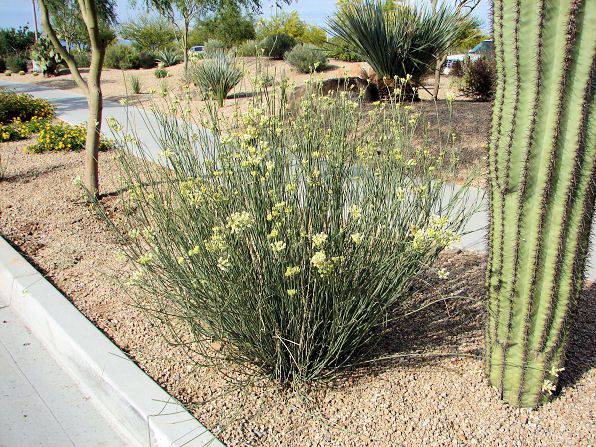 Desert Milkweed - Native Gardeners