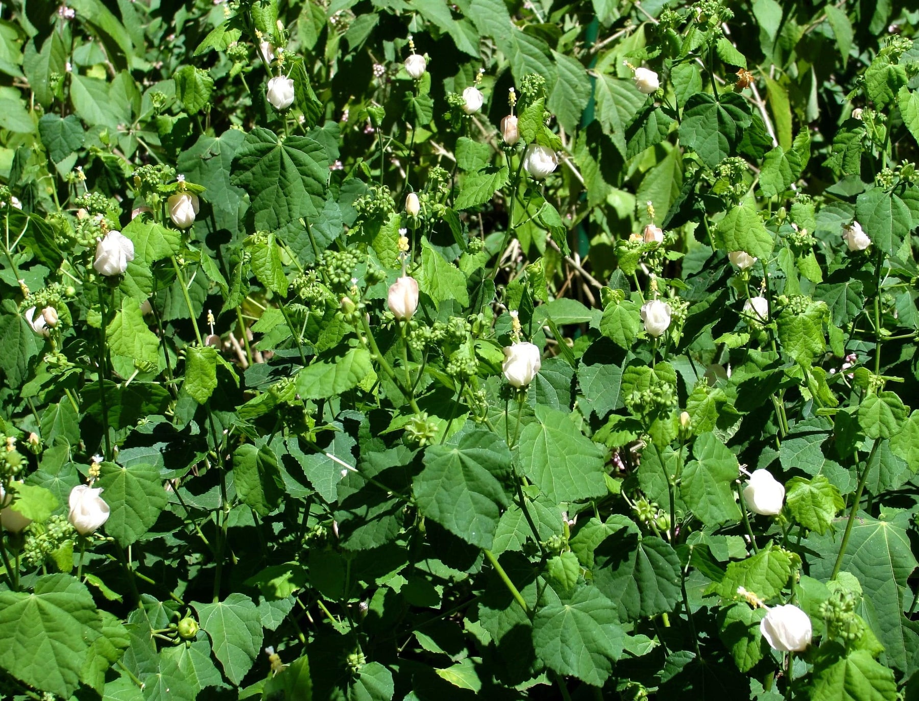 Native Turk Cap Turk's Cap - White – Native Gardeners
