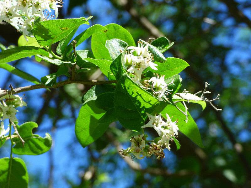 Anacua Tree flower