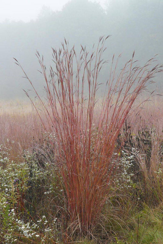 Big Bluestem - Native Gardeners