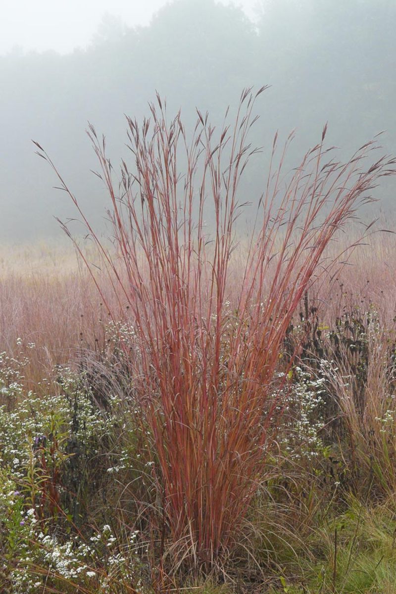 Big Bluestem