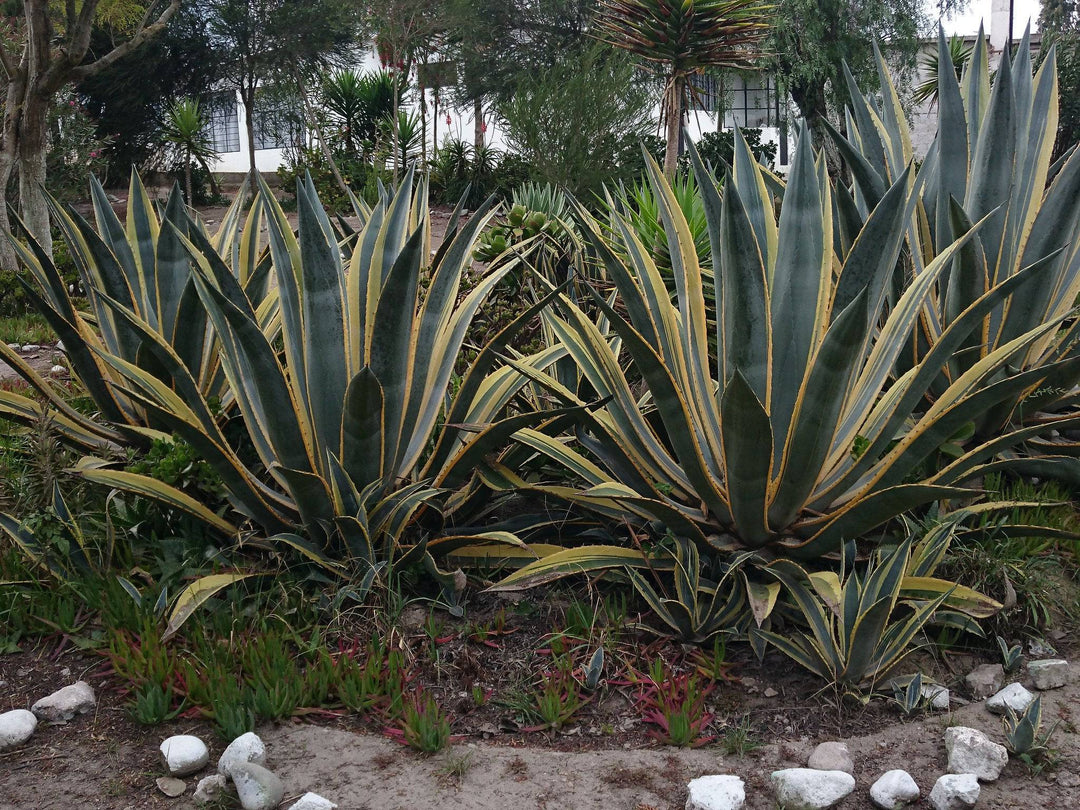 Variegated Agave Century Plant - Native Gardeners