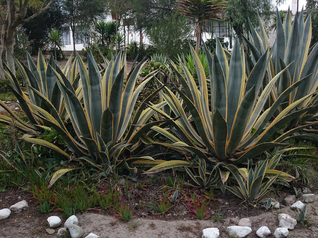 Variegated Century Plant Agave  Native Gardeners