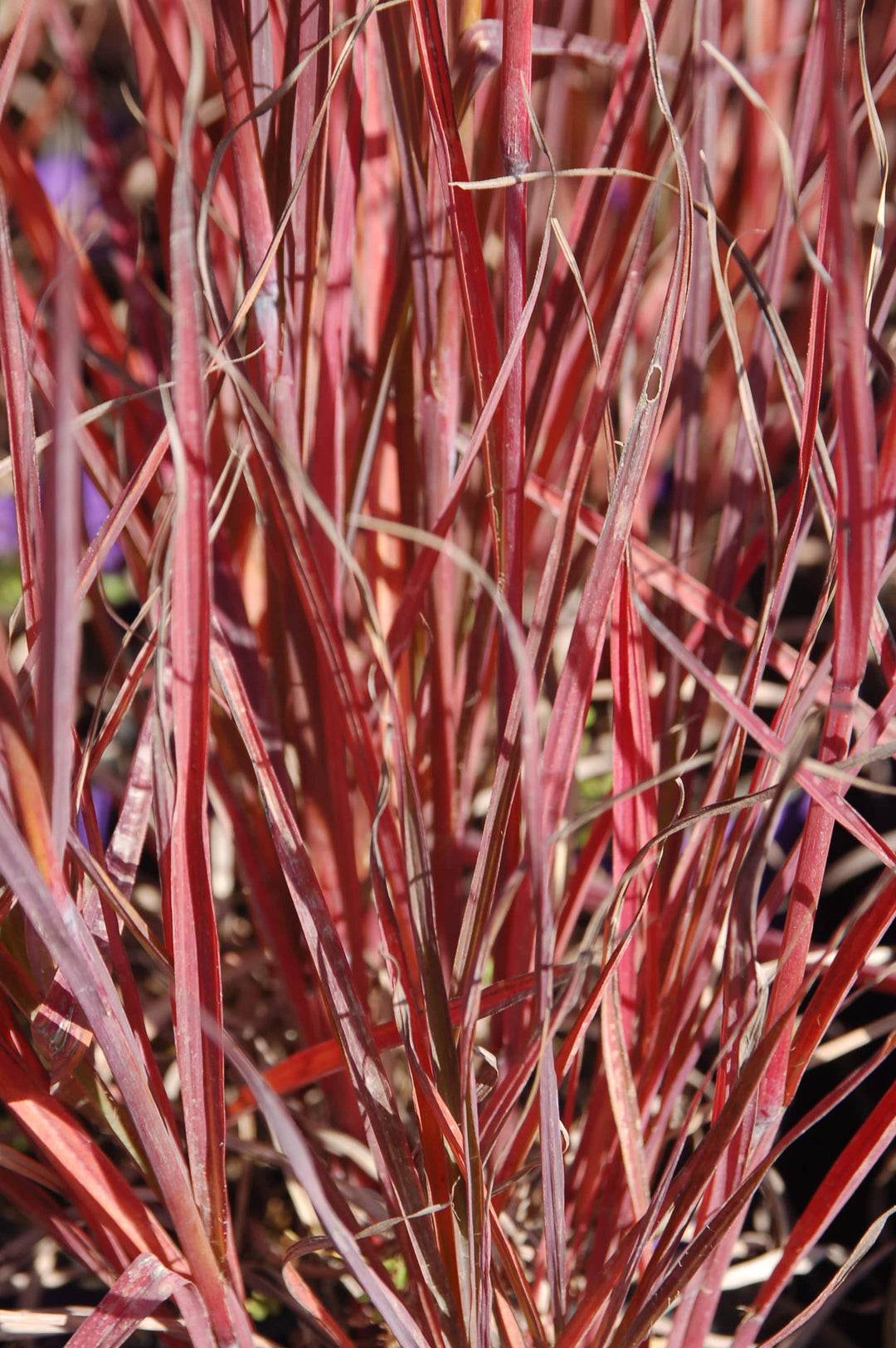 Big Bluestem 'Red October' - Native Gardeners