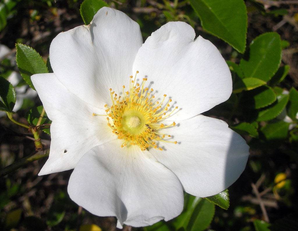 Rose 'Cherokee' - Native Gardeners