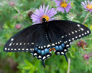 Black Swallowtail (Papilio polyxenes)