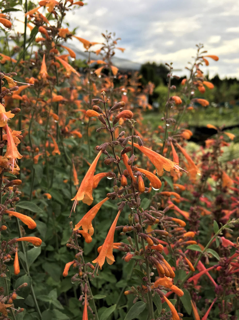 Agastache 'Apricot Sunrise' flower