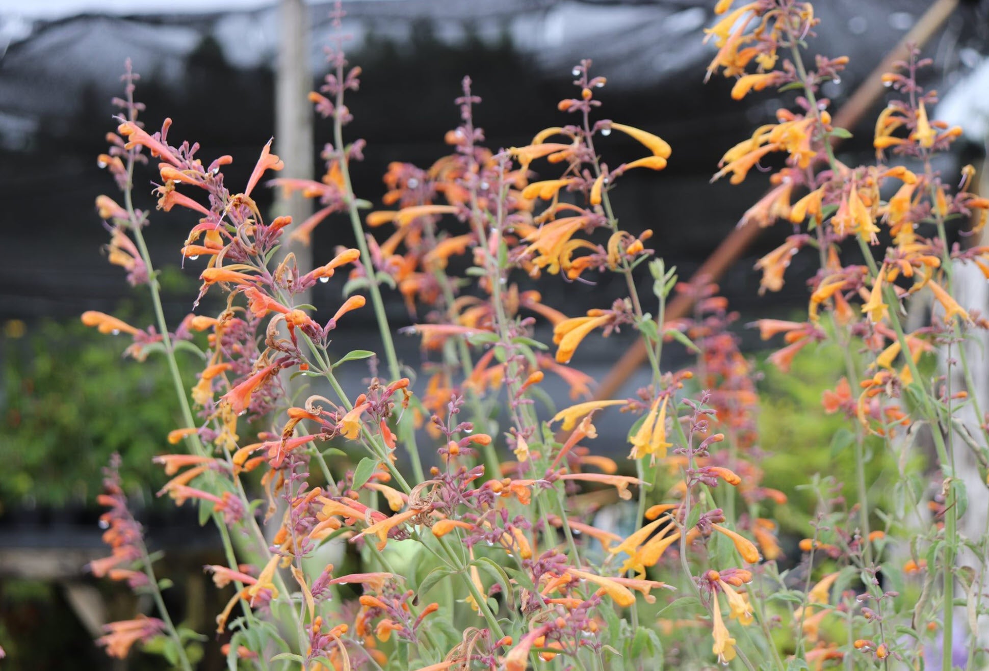 Agastache 'Apricot Sunrise' close-up