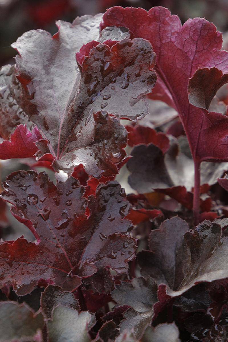 Balboa Sunset® Heuchera - Native Gardeners