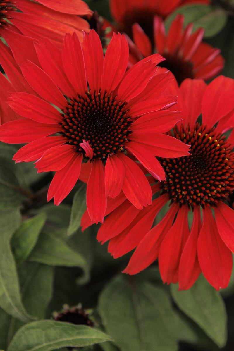 Panama Red Coneflower - Native Gardeners