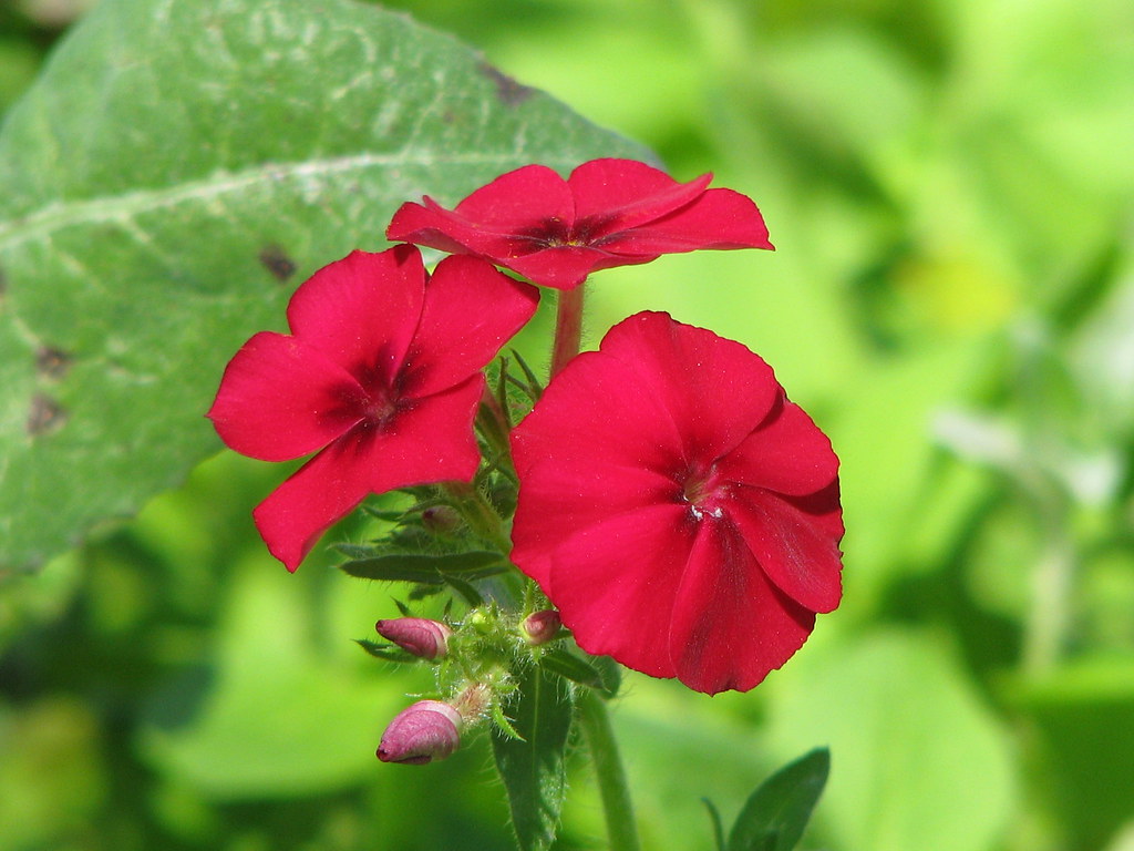 Drummond Phlox - Red