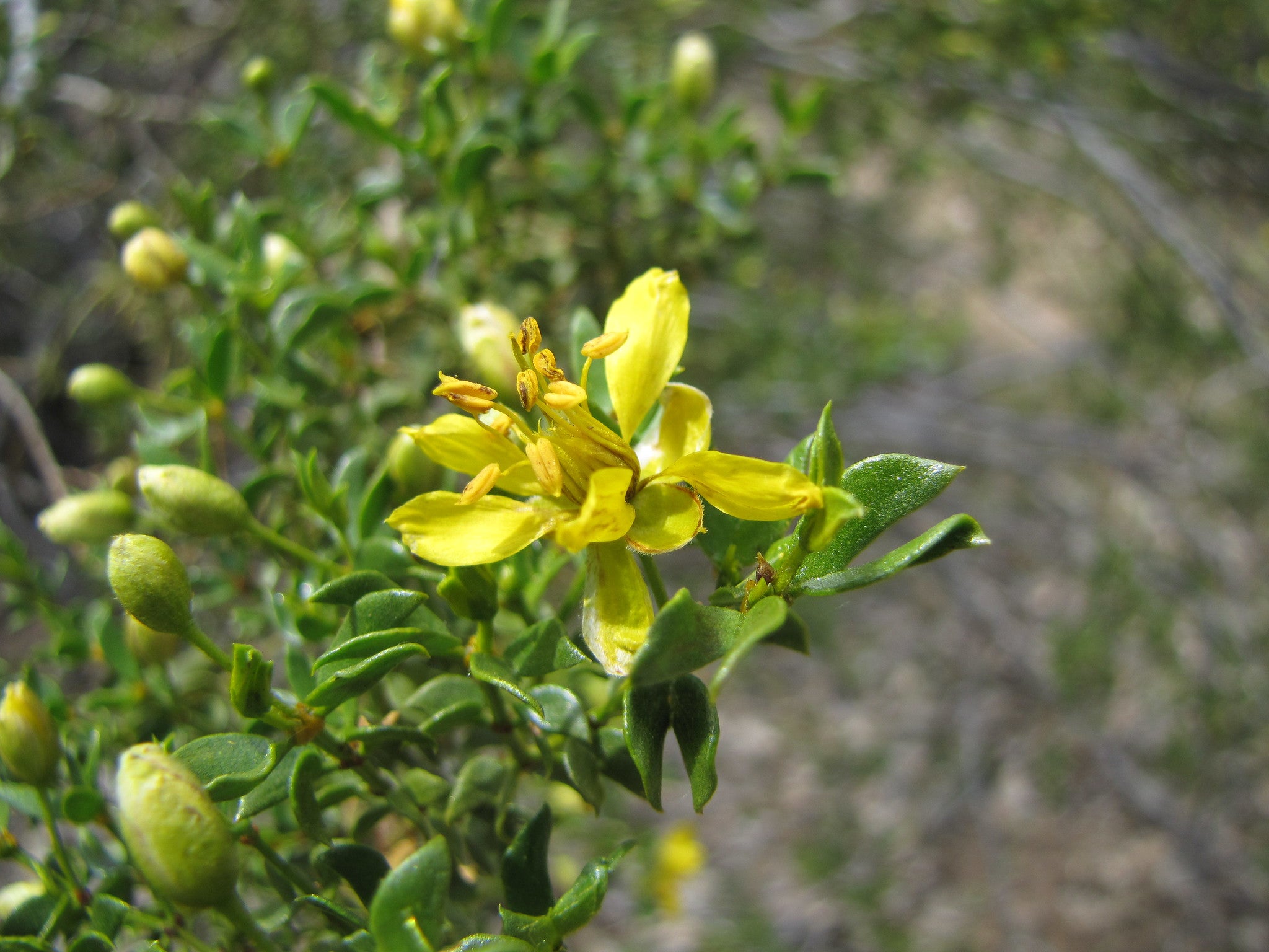 Creosote Bush