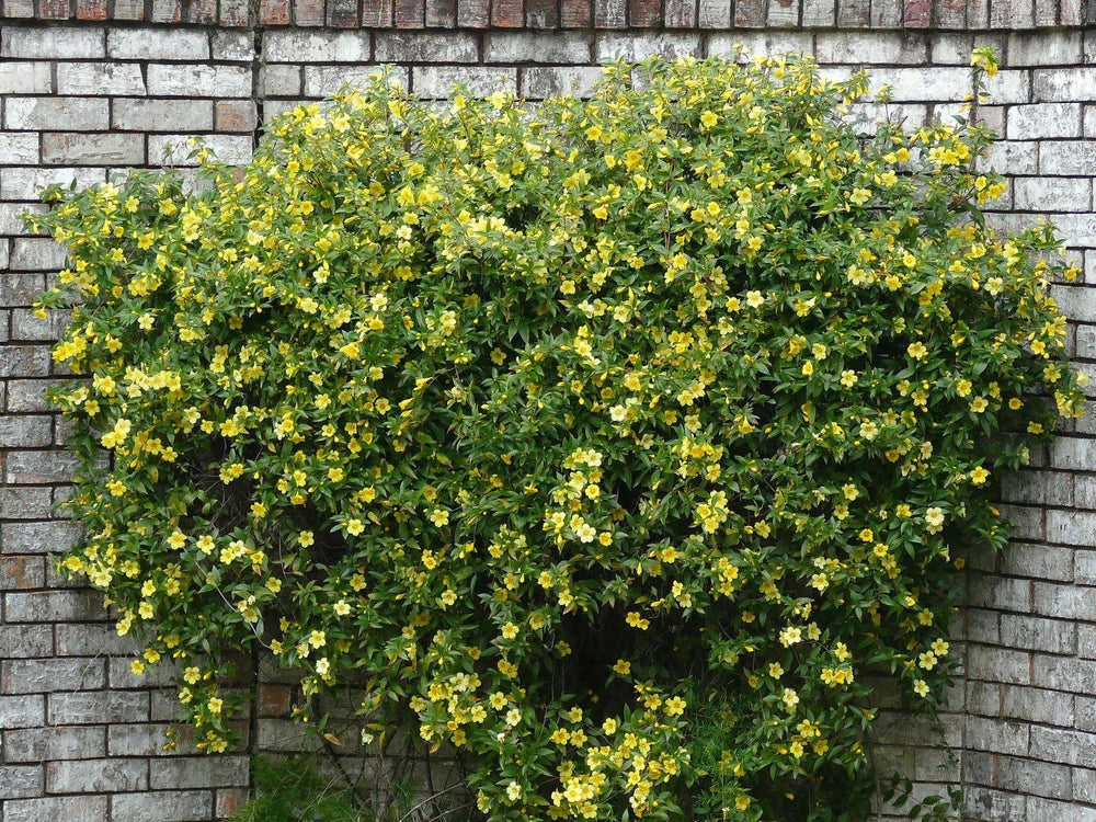 Carolina Yellow Jessamine - Native Gardeners