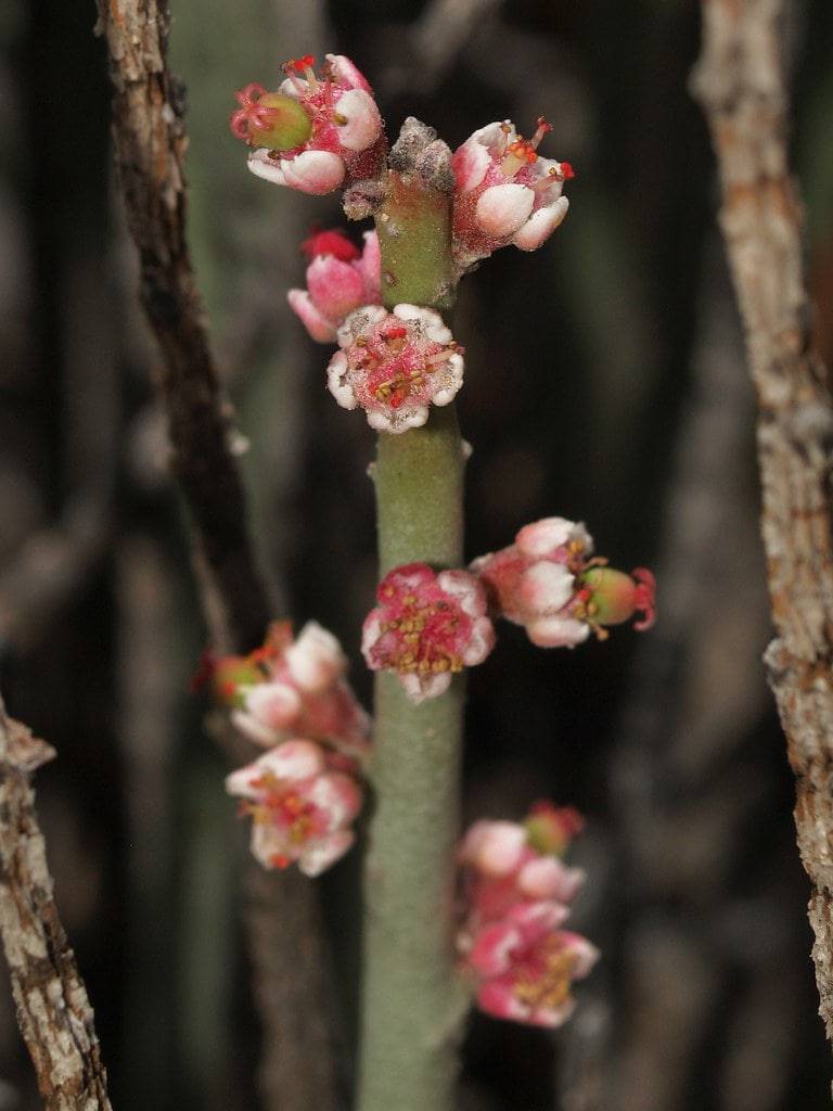 Candelilla - Native Gardeners