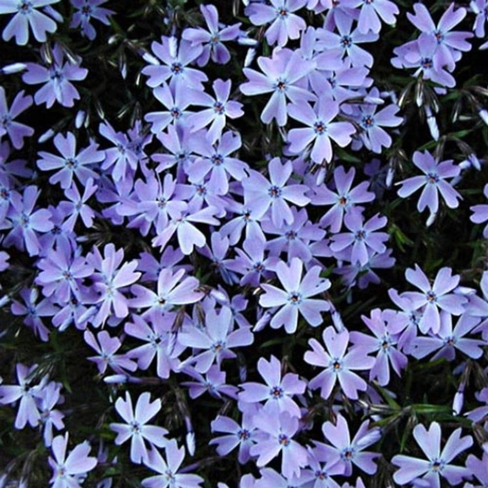 Moss Phlox 'Emerald Blue' - Native Gardeners