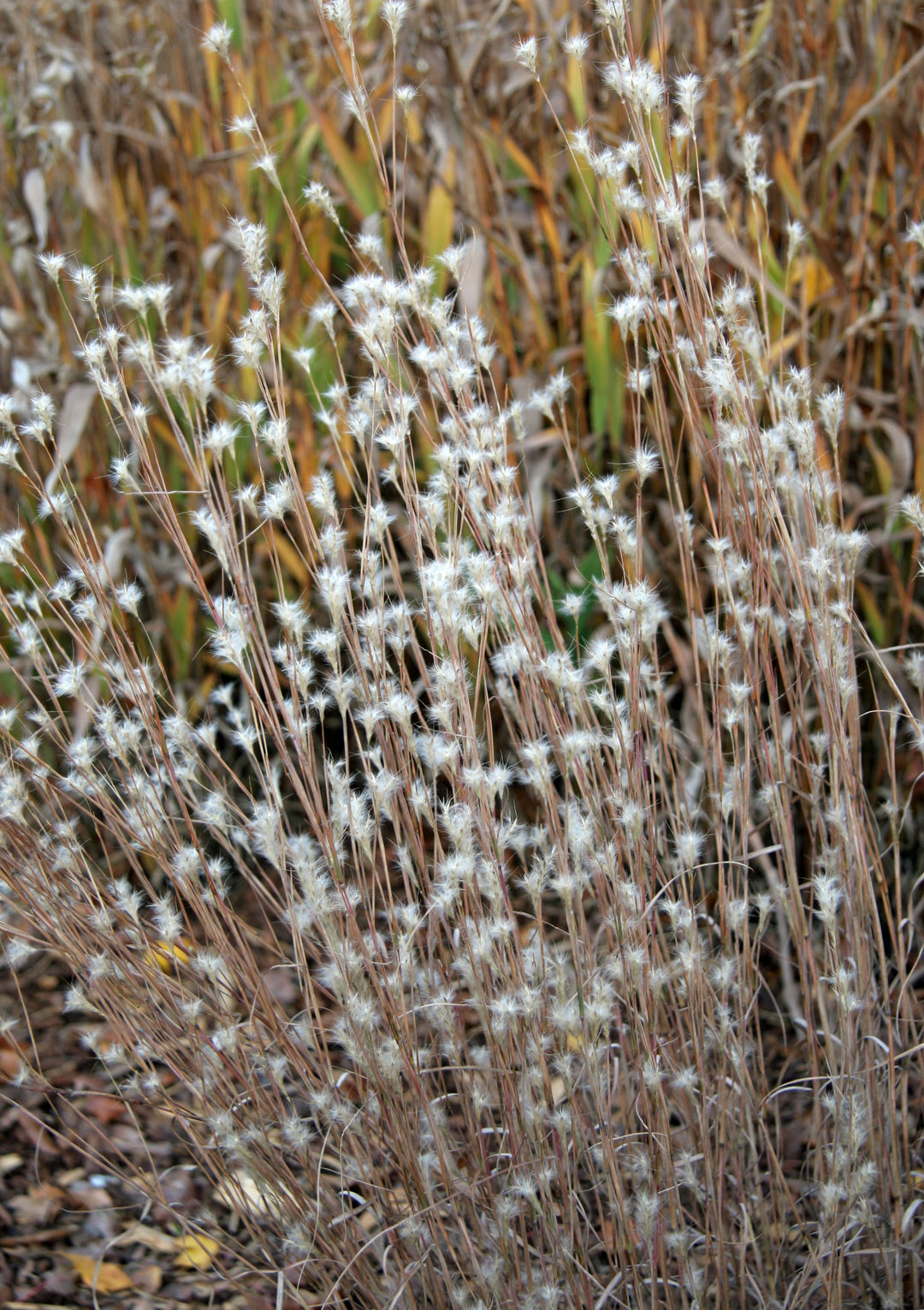 Black Mountain Bluestem - Native Gardeners