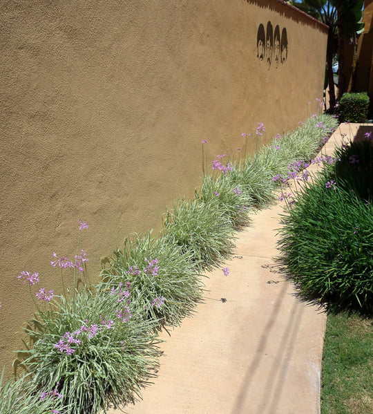 Society Garlic - Variegated - Native Gardeners