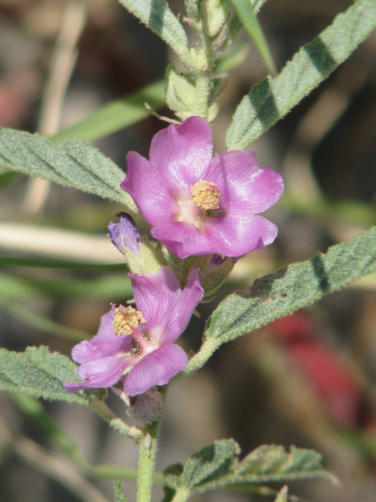 Narrowleaf Globe Mallow 'Pink' - Native Gardeners