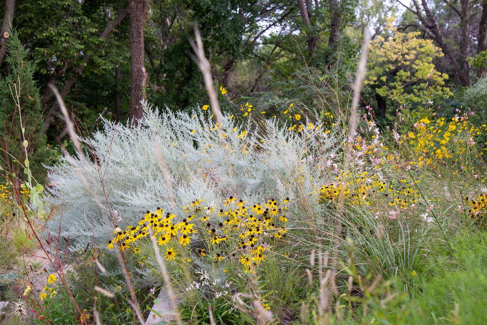 Prairie Sage Artemisia 'Fredericksburg' - Native Gardeners