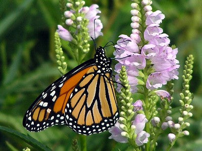 Monarch Butterfly (Danaus plexippus)